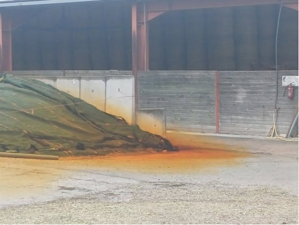 eric_ardennes's tweet photo. ⚠️Attention aux gaz d'ensilage

Vous observez un nuage jaune-orangé autour d’un silo récemment fermé ? Éloignez-vous immédiatement !

Cette année, les conditions hydriques et thermiques ont favorisé l’accumulation de nitrates dans les maïs.

Après ensilage, ceux-ci peuvent entraîner la formation de dioxyde d’azote (NO₂), un gaz hautement toxique voire mortel, pour les humains comme pour les animaux.

👉 Si un nuage jaune-orangé est visible :
- ne vous approchez pas du silo
- ne cherchez pas à le débâcher
- ne distribuez pas le fourrage aux animaux tant que le gaz est présent

⏳ Il faut généralement 15 jours à 3 semaines pour que la totalité du gaz produit s’évapore.
https://t.co/OKd9IEB4Fo