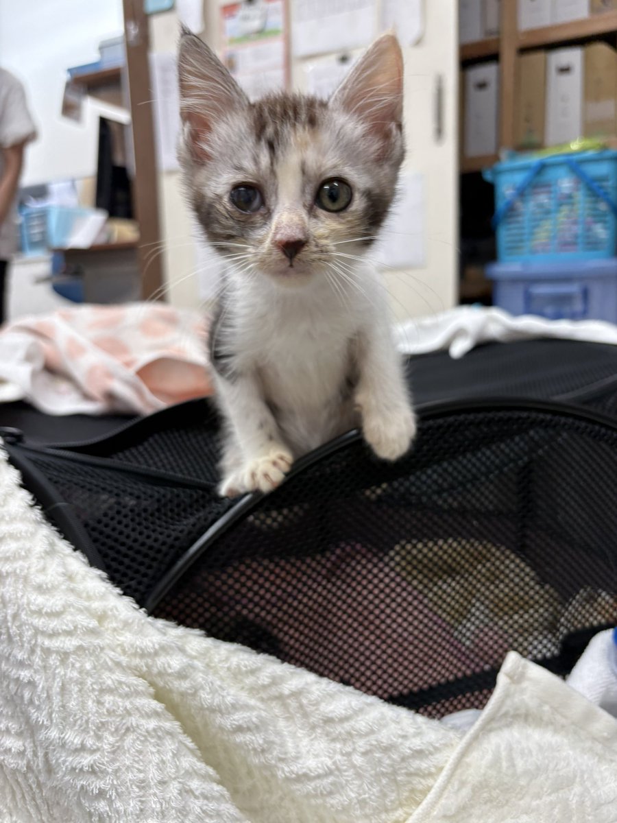 shippomura's tweet photo. ネコ風邪をひいていた子ネコたちもスクスク成長中！

4兄弟は子猫用ドライフードも食べるようになりました

無事に成長してくれてありがとう！

#保護猫 https://t.co/32PCioKder