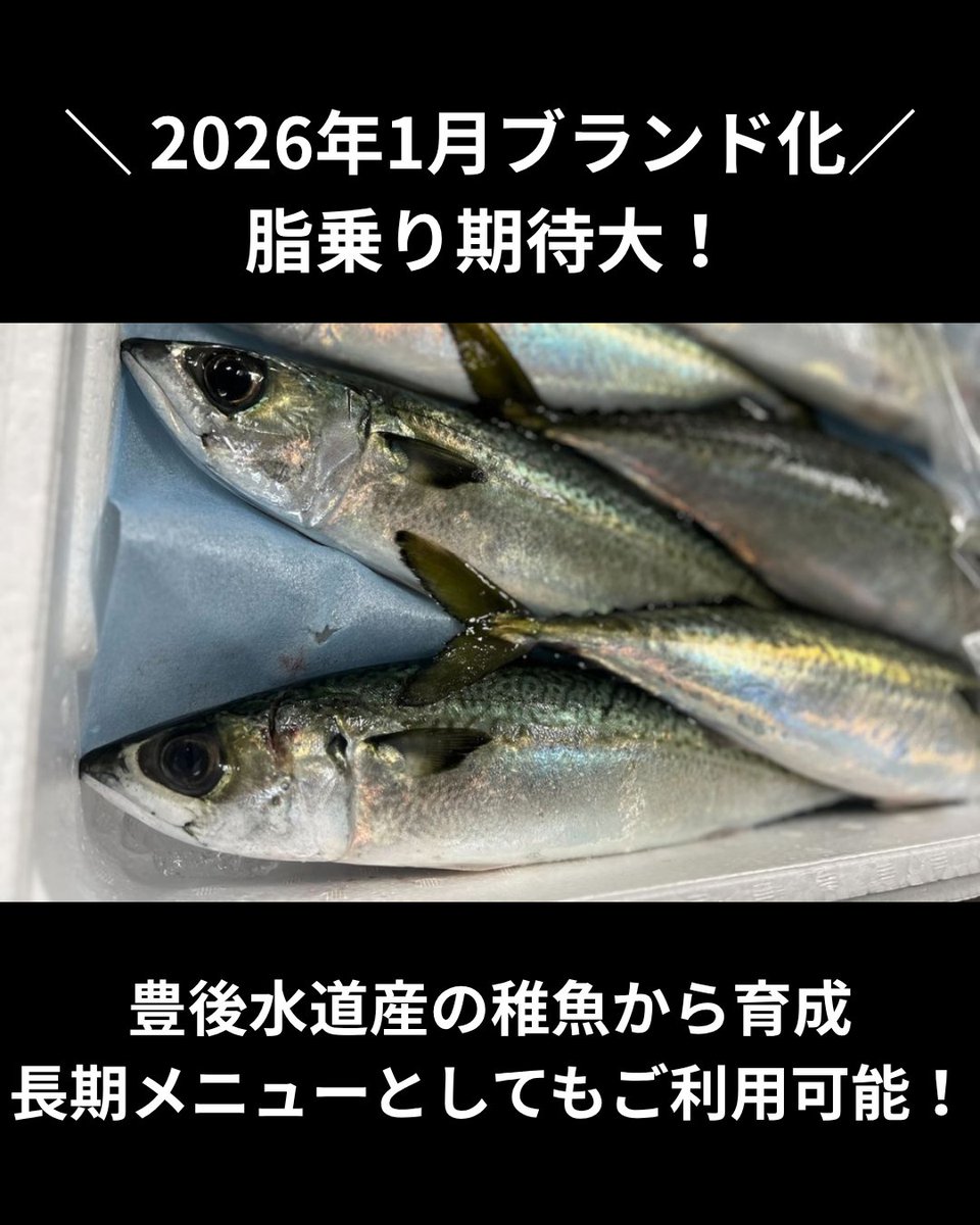 uopochi's tweet photo. 魚ポチ　今日の市況チェック🧐
8/31　養殖マサバ〈とよのさば〉
2026年1月よりブランド化された注目の養殖マサバ「とよのさば」が入荷しています🎏
豊後水道産の天然種苗のみを蓄養し、養殖ブリに近い餌料で育てているため脂ノリは期待大です✨
バイヤー自身が実際に食べて確認したところ、脂ノリ抜群なのに養殖特有の臭みは比較的少なく、食べやすい仕上がりだと太鼓判を押す逸品です😋
天候状況に影響なければ通年出荷が可能なので、長期的な定番メニューとしての固定使用にもぴったりです📝
〆鯖、塩焼き、しゃぶしゃぶなど幅広い調理法で活躍する一品、お客様の心を掴む一皿にぜひご活用ください！

詳しくは下のリンク先をCHECK！
https://t.co/mbRQpgwt06
質問などはDMへ →
※飲食店様限定です

#マサバ #とよのさば #ブランド #仕入れ #魚ポチ