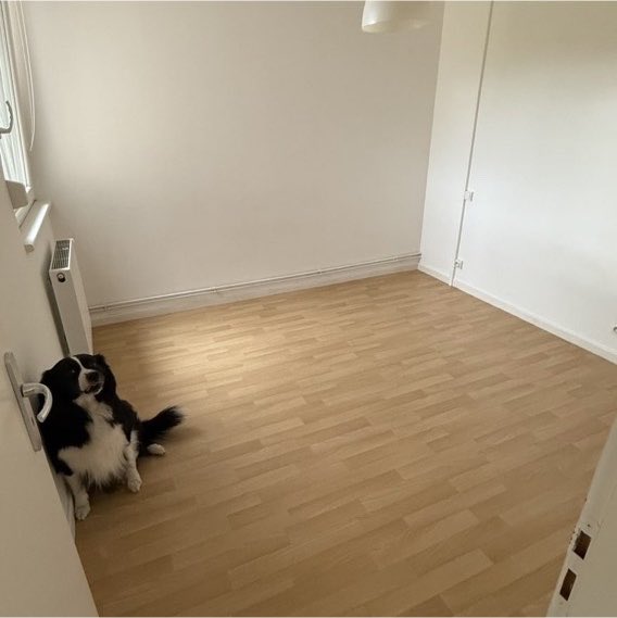 haberiamedya's tweet photo. İlana çıkacak evin fotoğraflarında kadrajdan bir türlü çıkmayan köpek, ilanın en dikkat çeken detayı oldu. https://t.co/TrQ7CJRFk4