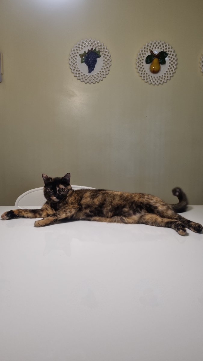 natibritomitada's tweet photo. uma vez minha terapeuta ocupacional perguntou oq eu fazia para me regular e eu falei que abraçava minha gata

sem brincadeira acho que adotar ela foi a melhor decisão que eu tomei, pq como pode essa bebezona que só dorme e caga me fazer TÃO feliz https://t.co/48vNZNPjPn
