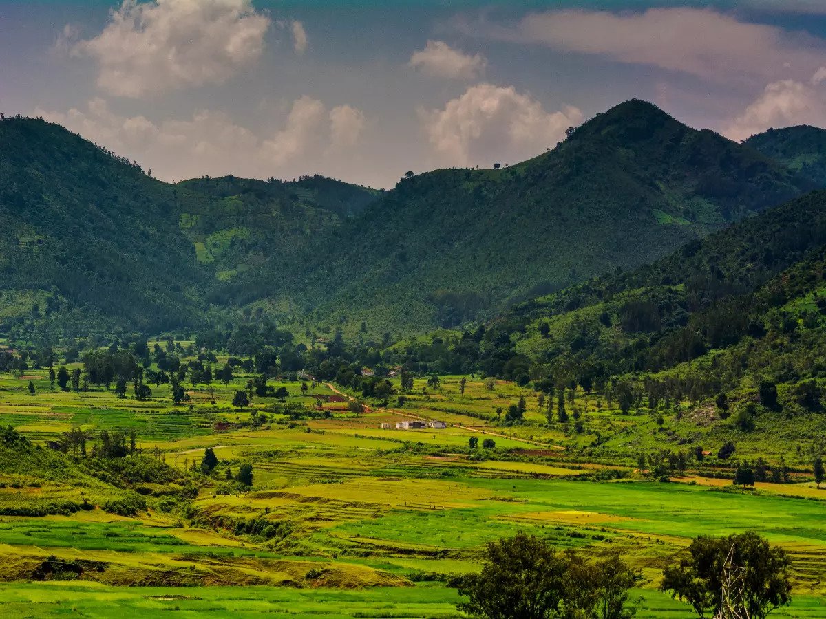 AndhraNexus's tweet photo. ☕ Andhra Pradesh’s Coffee Story is Growing! 🌱

AP is emerging as an important coffee-producing region, particularly in Alluri Sitarama Raju district, with around 79,145 acres under coffee cultivation.
🌿 Arabica – 60%
🌿 Robusta – 40%

The state has around 1,375 coffee processing units, while a private plant has the capacity to process nearly 23,000 tonnes annually. More private investments are also in the pipeline.

📈 Andhra Pradesh’s coffee exports stood at $339.33 million, highlighting the growing global demand for its coffee.