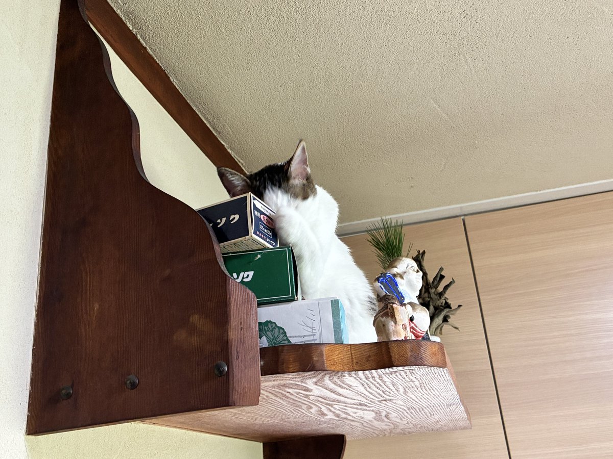 mrnrmrnrm's tweet photo. 猫荒神さん… https://t.co/MLQXfMNsC6