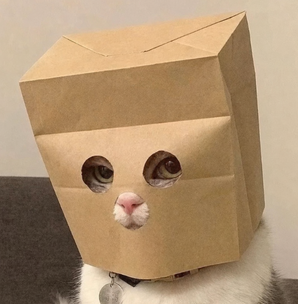 0xCryptoMitnick's tweet photo. solana:HcRLc9VDgjLeK154xDawfb1dmVJ98DoSqcwTHGqiDeJR paired to zcash:native 

receiving zcash for holding zcat

tech works + the cat is  memeish as hell https://t.co/AOKgMyGwlX