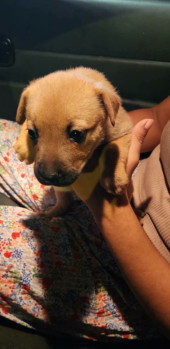 lyssitta's tweet photo. #adopta 🐾

En la Texaco de San Luis Talpa , una de las perritas comunitarias tuvo cachorritos
 
HÉCTOR LUNA fue por ellos y ya los tiene en hogares 🙏🏻

Solamente falta esta perrita hermosa, tiene aproximadamente 6 semanas de edad , será tamaño pequeño a mediano
 
Si puede adoptar a esta nena linda 🥰 
comuníquese al 79708103