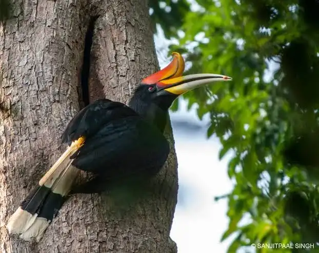 koelooooo's tweet photo. 4: THE NATIONAL BIRD OF MALAYSIA !!!!!!!! 🇲🇾📷
Enggang Badak (Rhinoceros Hornbill) https://t.co/dwmf2yDXVS