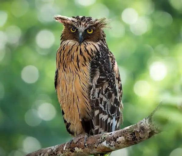 koelooooo's tweet photo. 2: Ketupa Ketupu (Buffy Fish Owl) https://t.co/FkHCBqB0OF