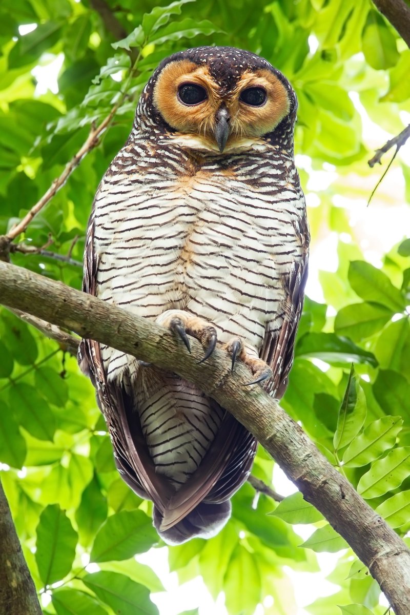 koelooooo's tweet photo. 3: Hantu Carek-kafan (Spotted Wood Owl) https://t.co/3Eo4QNeVmm