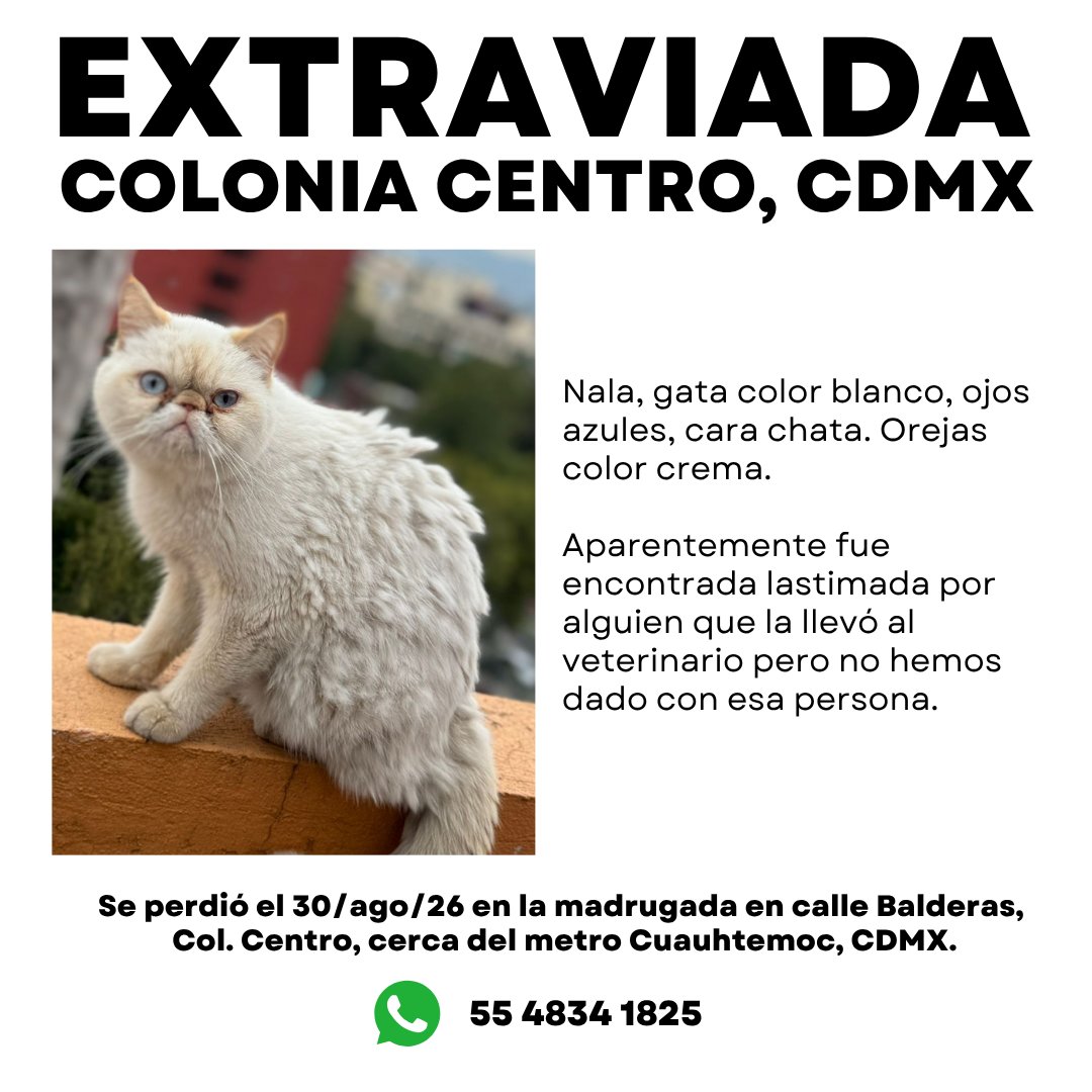 MascotasSismo's tweet photo. #Extraviada Nala, gata color blanco, ojos azules, cara chata. Orejas color crema. Se perdió el 30/ago/26 en la madrugada, en calle Balderas, Col. Centro, Metro Cuauhtémoc, CDMX.

Aparentemente fue encontrada lastimada por alguien que la llevó al veterinario. ¡RT! https://t.co/99QccfGqFU