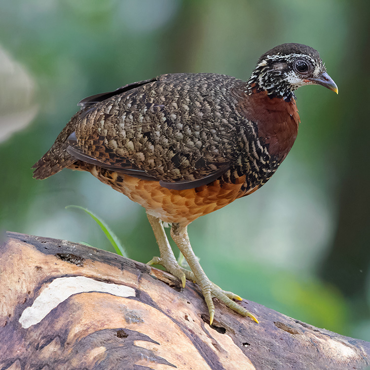koelooooo's tweet photo. 6: Seruk-bukit Sabah (Sabah Partridge)
thats where sabah is btw (2nd pic) https://t.co/ao6sxUr6jC