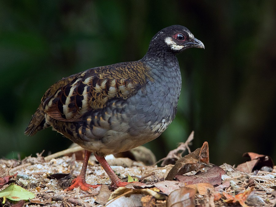 koelooooo's tweet photo. 7: Sang Serok Gunung (Malayan Partridge) https://t.co/acRA51fBYP