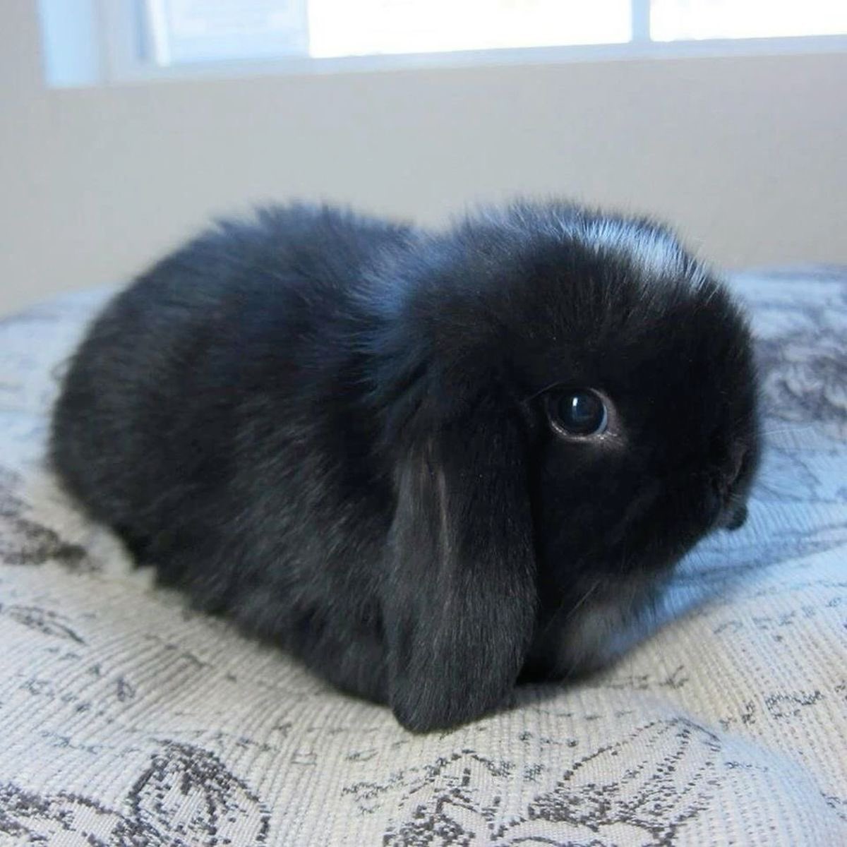 ttsukiusagi's tweet photo. intro post ˙𐃷˙

✦ ﹕name : usagi
✦﹕ age : 16
✦﹕ gender : agender (she / he)
✦﹕ likes : ado, bunnies
✦﹕ other : not exactly new to shtwt, just been lurking. no dni, i block freely! comment if you want to be moots ૮₍ ´ ꒳ `₎ა

#shtwt #slittwt #promotwt #intro #moothunt https://t.co/L2bNgjrbq5