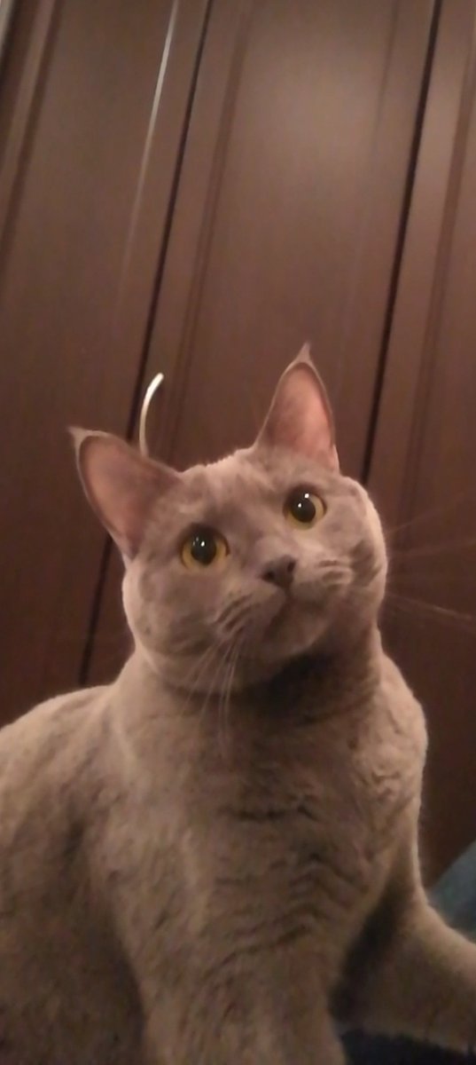 HiLo_kiki's tweet photo. キキ。

必ずキキが幸せに暮らせる家を
探してあげるからね。

だから。

もう少し時間が欲しいんだ。

それまで気ままに
のんびり過ごしてね。 https://t.co/kCBz4BKkof