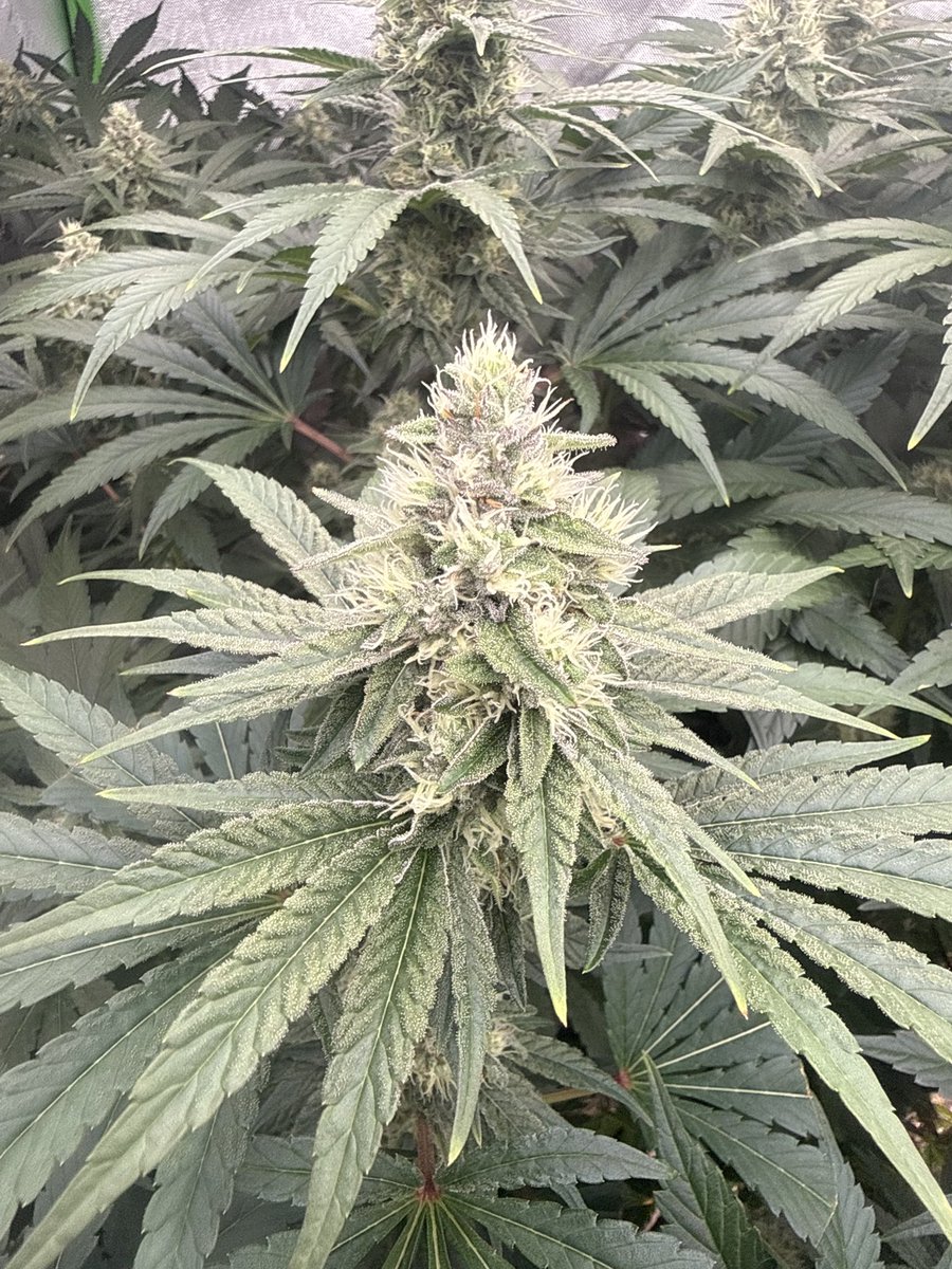 CannaTurkey_'s tweet photo. Day 34 of flower https://t.co/V9jdDTAqqz