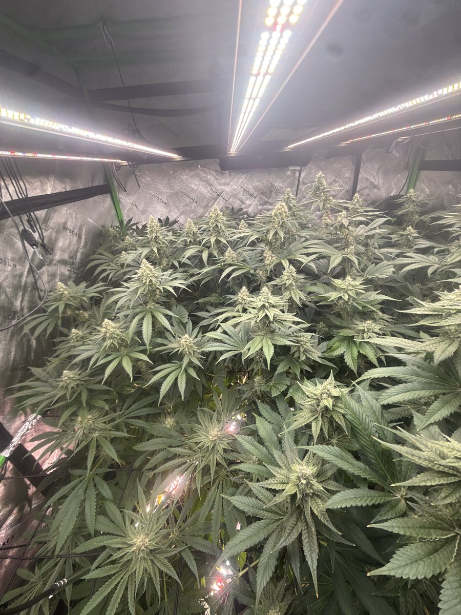 CannaTurkey_'s tweet photo. Day 34 of flower https://t.co/V9jdDTAqqz