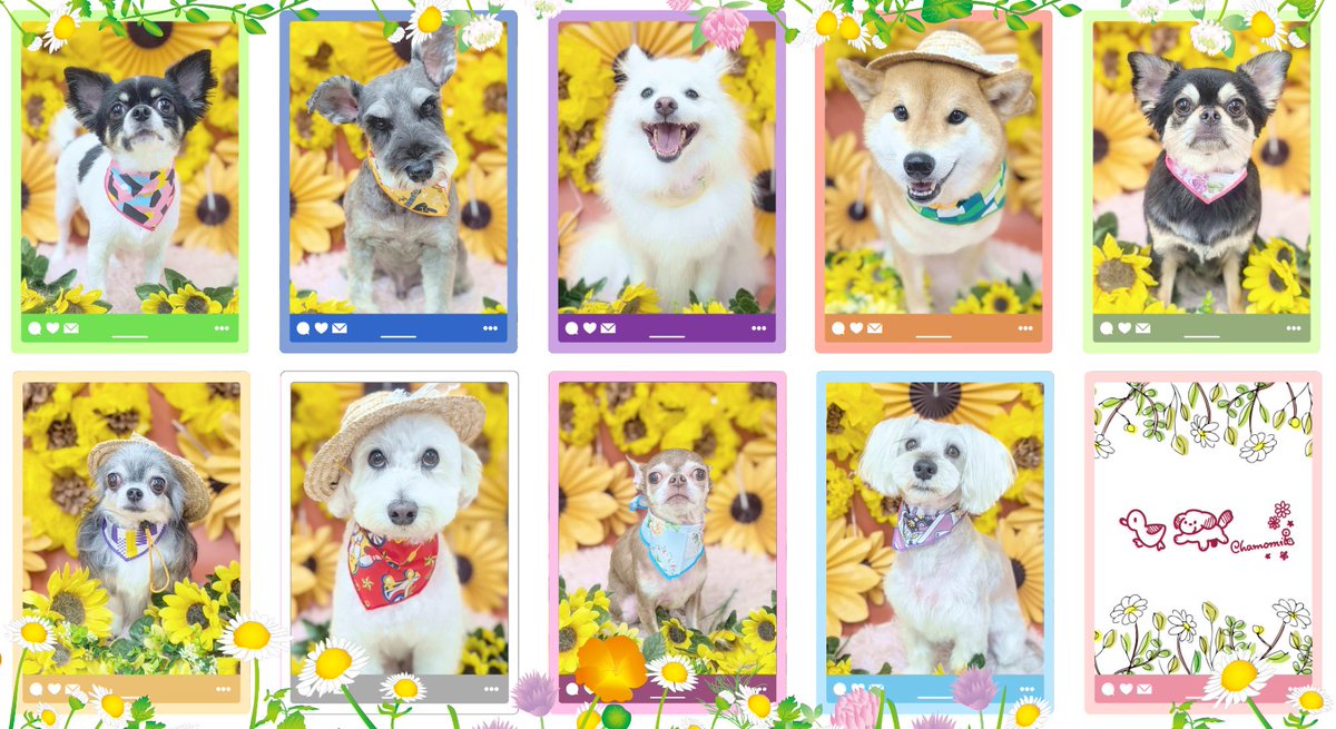 chamomi_wanwan's tweet photo. 8/30 トリミングのお写真かも🦆

🦆https://t.co/eh1X0BpwHu
🌻https://t.co/oNoU3xwRWG
🌼https://t.co/WiRkF1lhhI

#マルプー #チワワ #柴犬
#スピッツ #ミニチュアシュナウザー
#シュナマル #マルシュナ
#スムースチワワ 
#スタンダードプードル
#Aコッカー #アメリカンコッカースパニエル https://t.co/3XNYAlFTiN