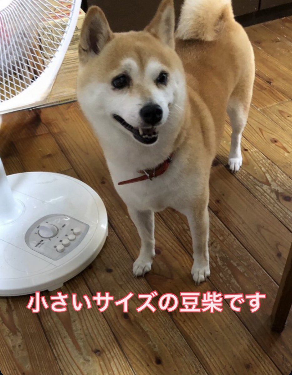 wu4gqfmiku's tweet photo. 【迷子犬　拡散希望】
7/6に香川県観音寺市で失踪した豆柴ミク（9歳♀）を捜索中です
首輪リード無し
◆特徴
・体重6.5jg小さい【豆柴サイズ】
・尻尾がクルンと丸まった【巻尾】
・富士額で薄く麻呂眉
・マイクロチップ有
どんな些細な情報でも良いので宜しくお願い致します
#迷子犬 #観音寺市 #豆柴 https://t.co/kAvL2bNkDZ