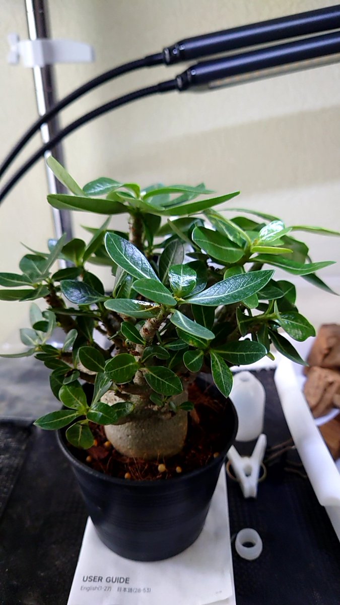 sha_pu800's tweet photo. 昨日のアデニウムアラビカムDCMに１つあったから買っちゃった🤗＃観葉植物 ＃塊根植物 #アデニウム https://t.co/EoiZuEHsEo