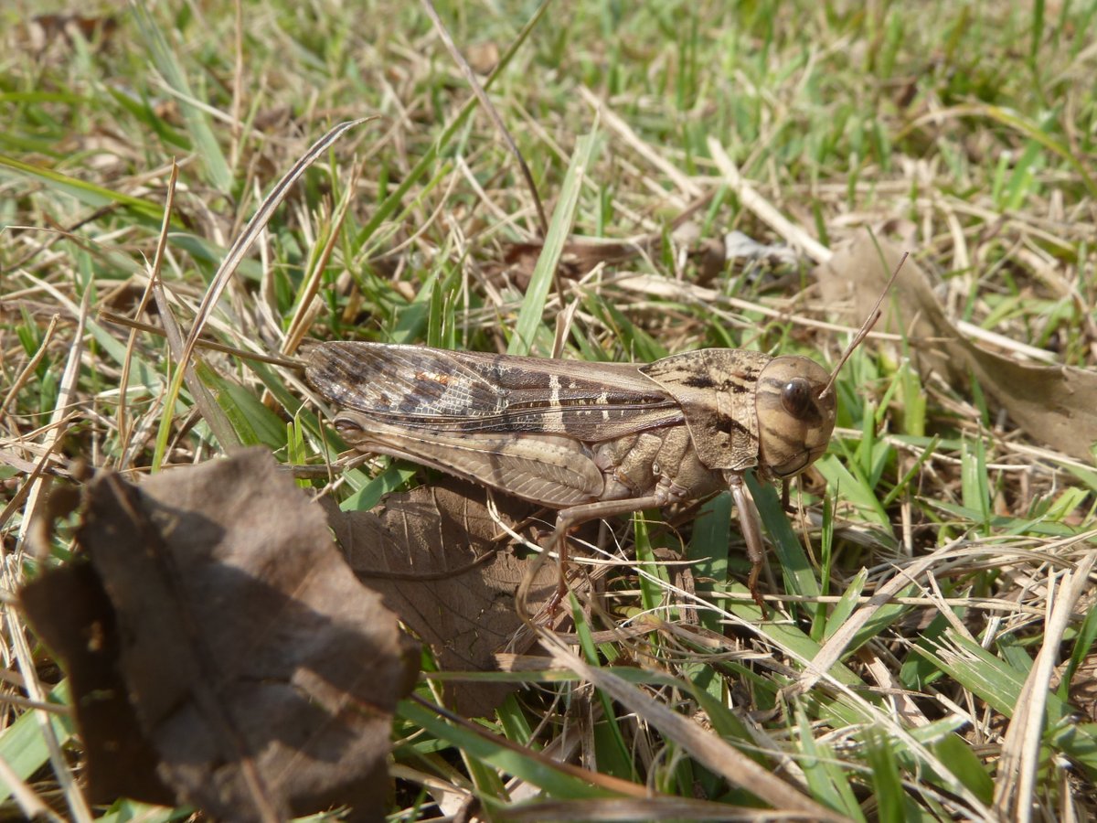 ParksNaganuma's tweet photo. 🔍🦋どんな昆虫に出会えるかな？

長沼公園を探検して、昆虫や生きものを観察！ 見つけた生きもののオリジナルマップを作ろう！自然の楽しさを発見しよう🌿
📅 10/10(土) 📍 長沼公園(詳細はポスターにて）⇒https://t.co/rXHiIwGzZ5
ご応募お待ちしています。
#長沼公園 #昆虫観察 #親子イベント https://t.co/vtU7Og7MgN