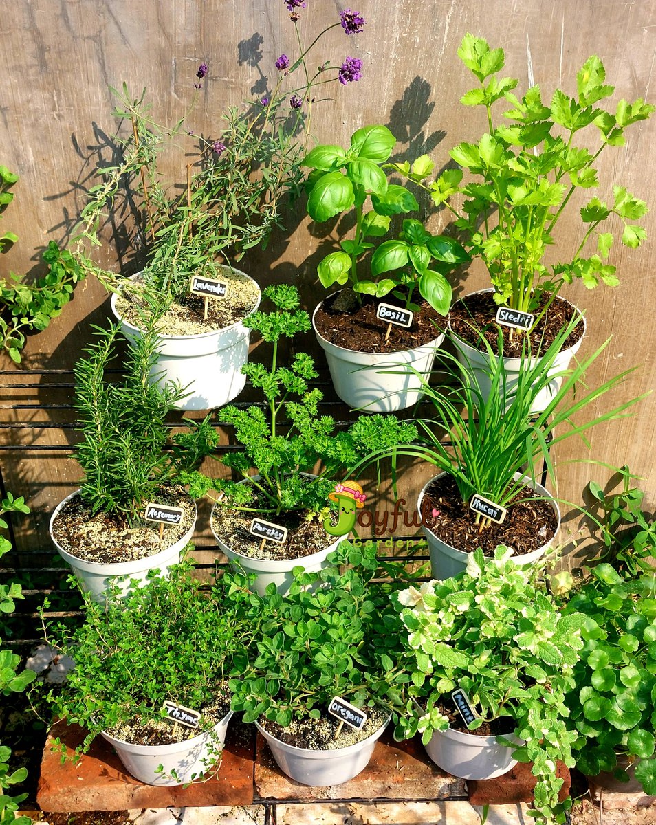 rince_life's tweet photo. Kitchen herb garden yang kayak di Pinterest itu ada di kebunku 🤗🍃🌱🧚‍♀️🌼 #Joyfulgarden https://t.co/F65isD1HMV