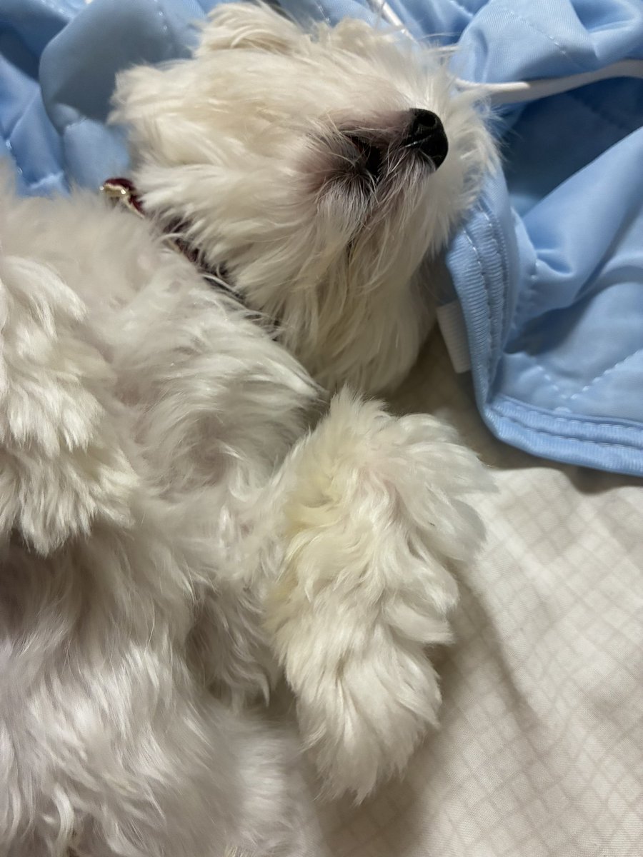 sorarafarm's tweet photo. おでかけして、う◯ちまみれになったお尻を洗われてクタクタで寝た犬🤣 https://t.co/ASfXj23bc6