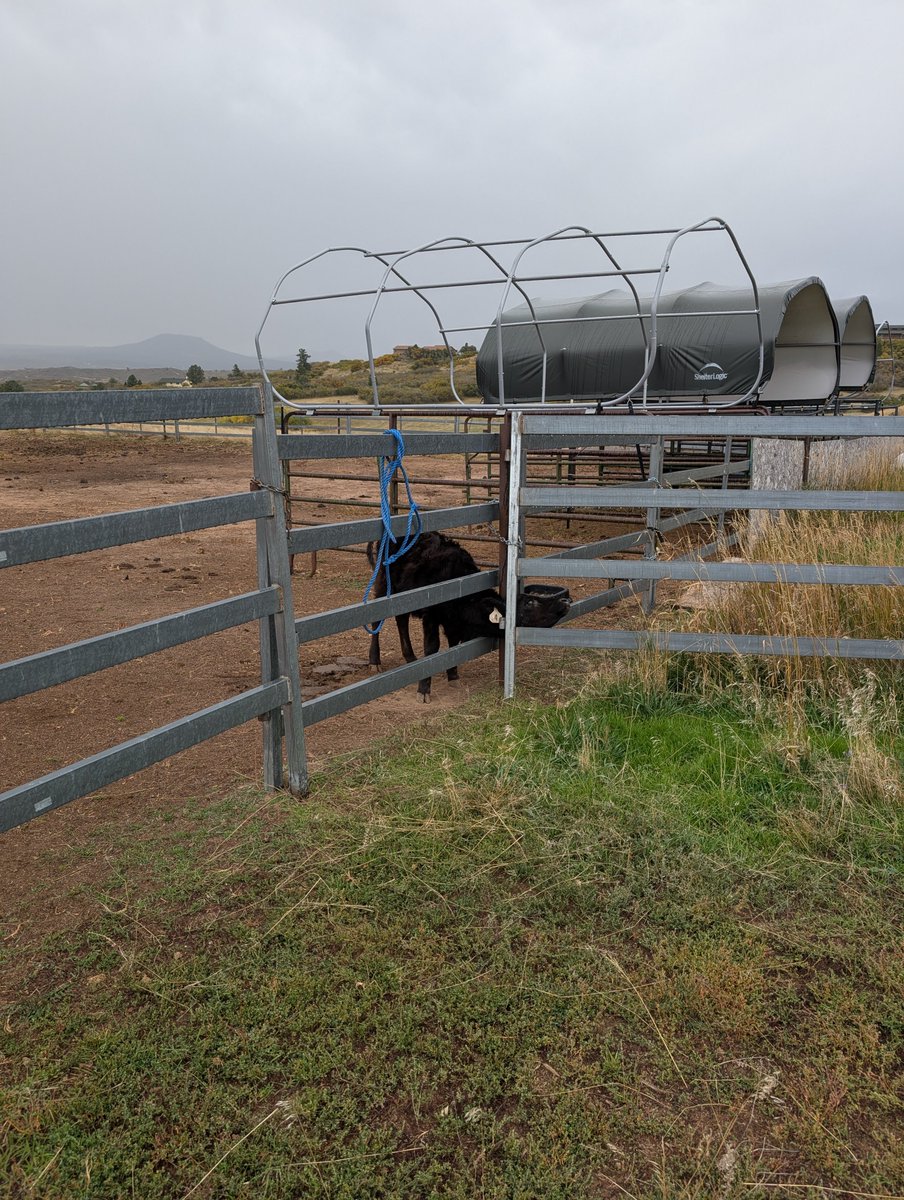 Justhobbyfarmin's tweet photo. @Cbvheartland2 Cows do the darndest things! We had one get it's head stuck in the fence. https://t.co/Cbh4Fc2gqU