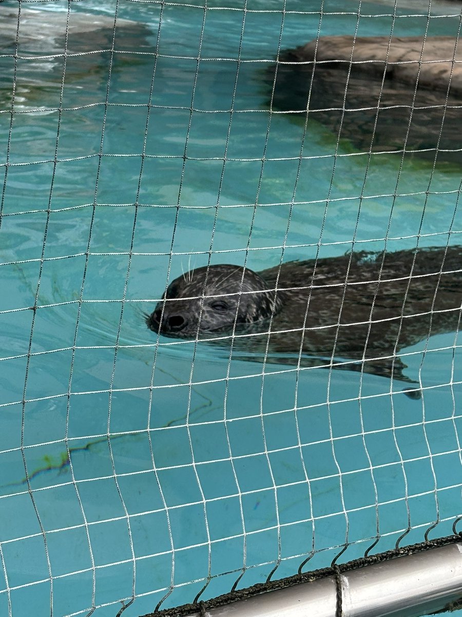 tsuki_0126's tweet photo. おまけ:アザラシと獅子舞さん🦭 https://t.co/E5BnEMLKkv