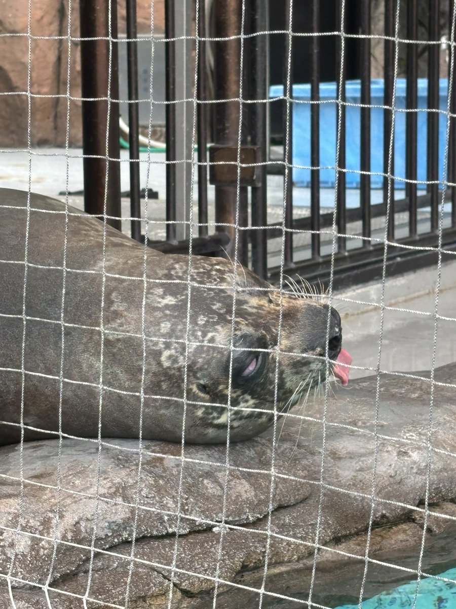 tsuki_0126's tweet photo. おまけ:アザラシと獅子舞さん🦭 https://t.co/E5BnEMLKkv