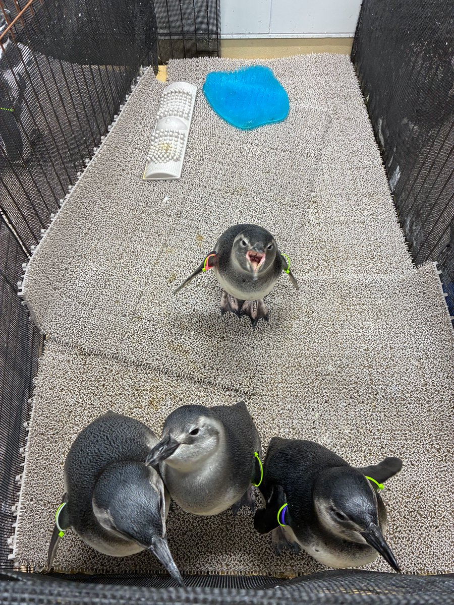 Sumida_Aquarium's tweet photo. 今年生まれのすみペン4羽🐧🐧🐧🐧
きびが後ろで鳴いています https://t.co/meXnysVlV2