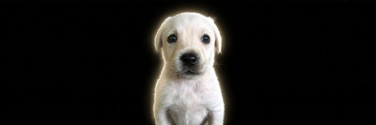 Whitedogsolls's tweet photo. Puppy eyes whitedog https://t.co/w1A27r0fqv
