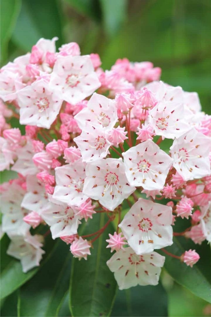 inspirativeking's tweet photo. Clusters of pink and white mountain laurel, like tiny porcelain stars in bloom* 🌸 https://t.co/hvTnTgfNX5