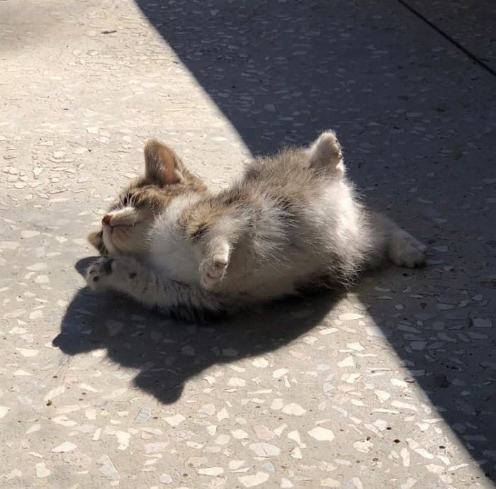 malrang_s_'s tweet photo. 살면서 이런 비율 고양이 처음 봤어 https://t.co/Xxs5STxqxq