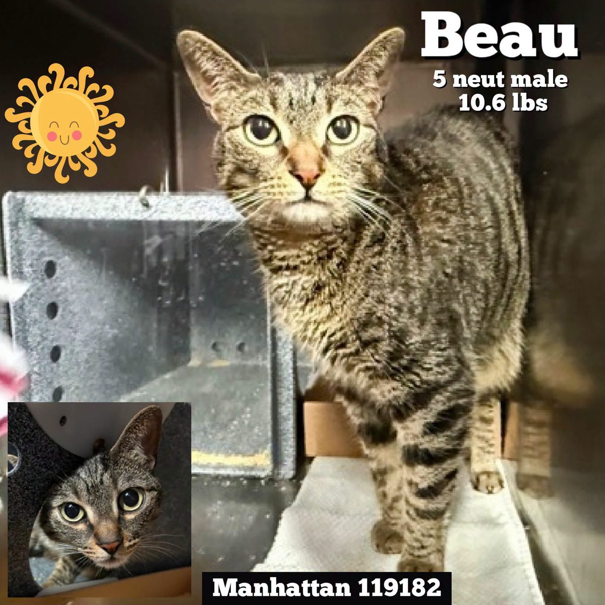 ngremmy's tweet photo. 🆘Please REPOST-adopt-foster🆘

BEAU is on the “emergency placement” list at NYC AC&amp;C and needs out of the shelter by 12 NOON 9/1!

#TeamKittySOS https://t.co/boj2czZSBL https://t.co/b4XCADOmCt