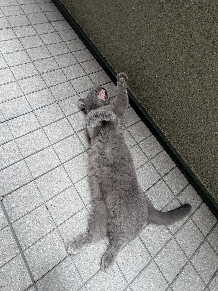 329j22's tweet photo. 外大好きねこ https://t.co/s0UUlorZIw