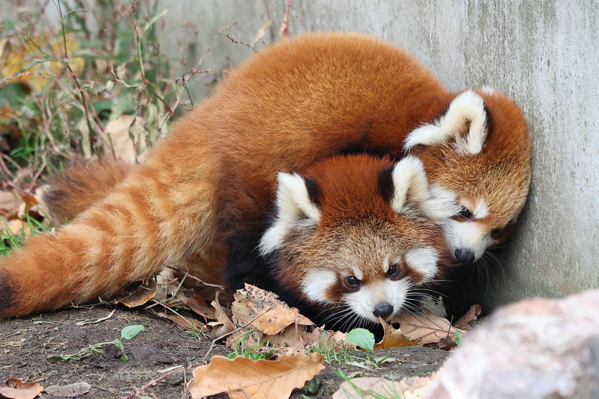 Ogw_FF11's tweet photo. 子パンダ成分を補充したい…
#レッサーパンダ #円山動物園 #redpanda #zoo https://t.co/ZvYq47mOlC