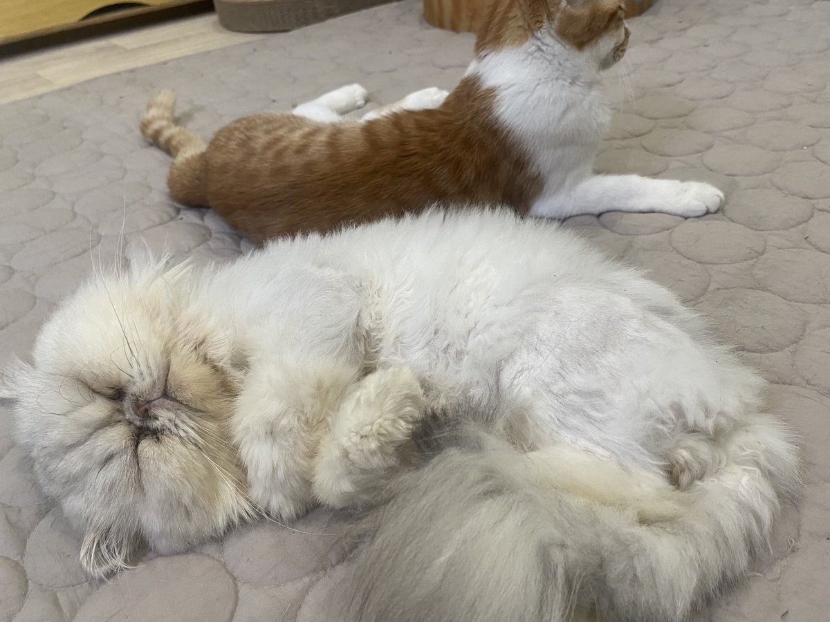 catspot_zillion's tweet photo. めちゃくちゃ久しぶりの投稿です🙇‍♀️
夏休みも終わりですね。。
猫さん達とまったりどうでしょうか😊

#名古屋市北区#保護猫カフェ#譲渡型猫カフェ#里親様募集中#毎日譲渡会#保護猫を家族に https://t.co/umQsHRzHDh