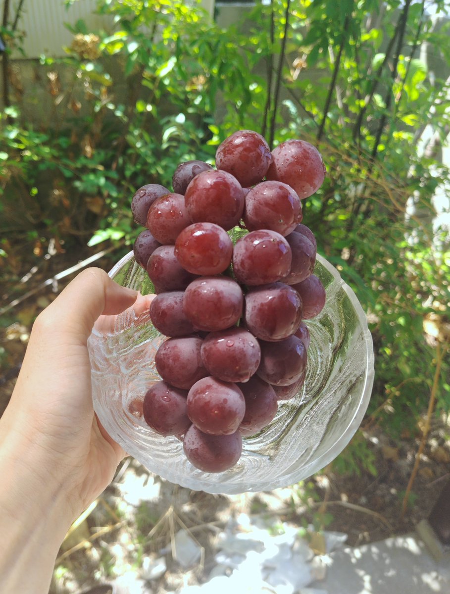 namakokh's tweet photo. 今年は果物をたくさんいただいた🍇🍐 https://t.co/13tEu5jTlx