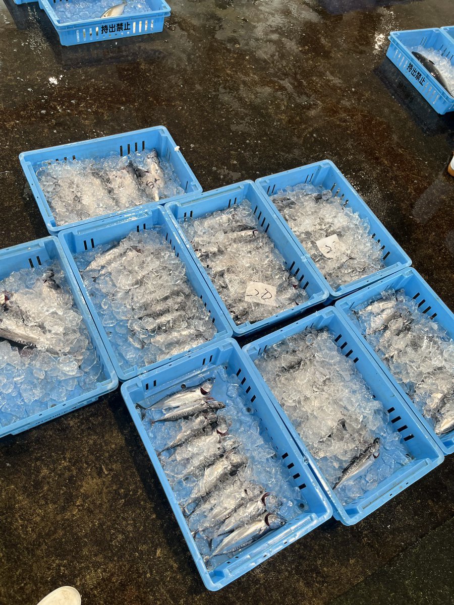 SusakiKanko's tweet photo. 🐟#メジカの新子､いよいよ本格化!
今朝の須崎魚市場では､メジカの新子の水揚げ･セリが盛んに行われていました!

水揚げ量も増えてきており､#須崎市 内の飲食店でも提供するお店が増えています✨
提供状況は毎日異なります｡事前に各店舗へお問い合わせください｡

この時期ならではの旬の味をぜひ! https://t.co/MmxXe7BFzx