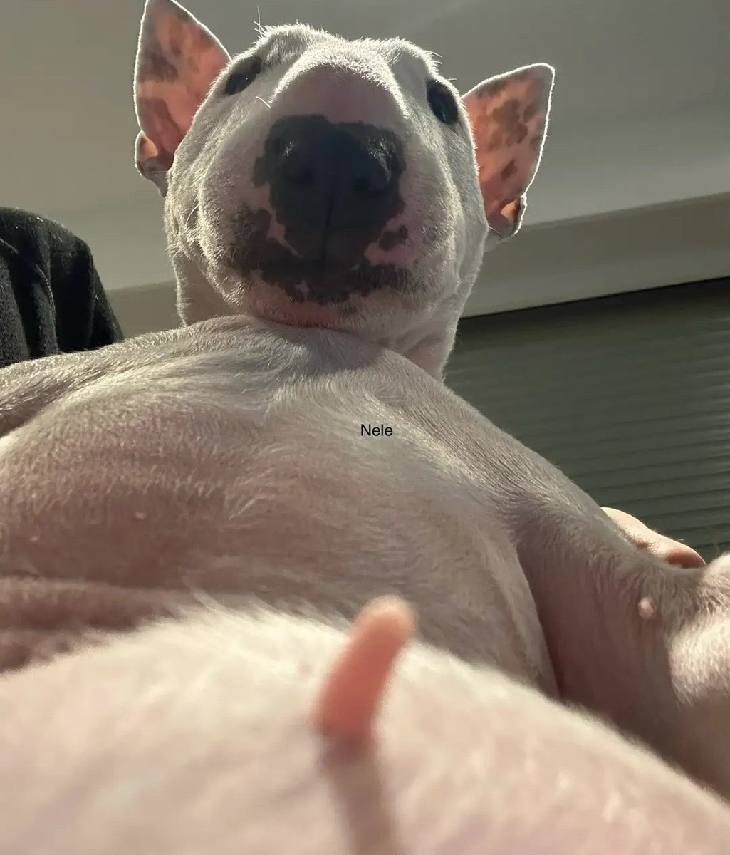 NoyKatt's tweet photo. @Rambunctiousuno @Autumnsreal quite the opposite, im actually getting a lil chub. keep making fun https://t.co/az2kBiFExE
