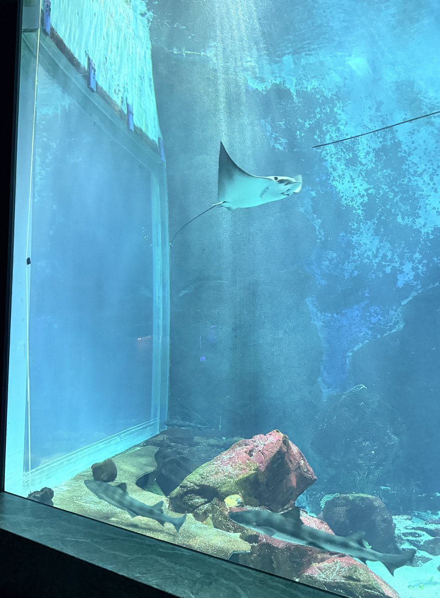 lllnnnnna's tweet photo. 🐟🐟🐟 https://t.co/CM0nkSkSBs