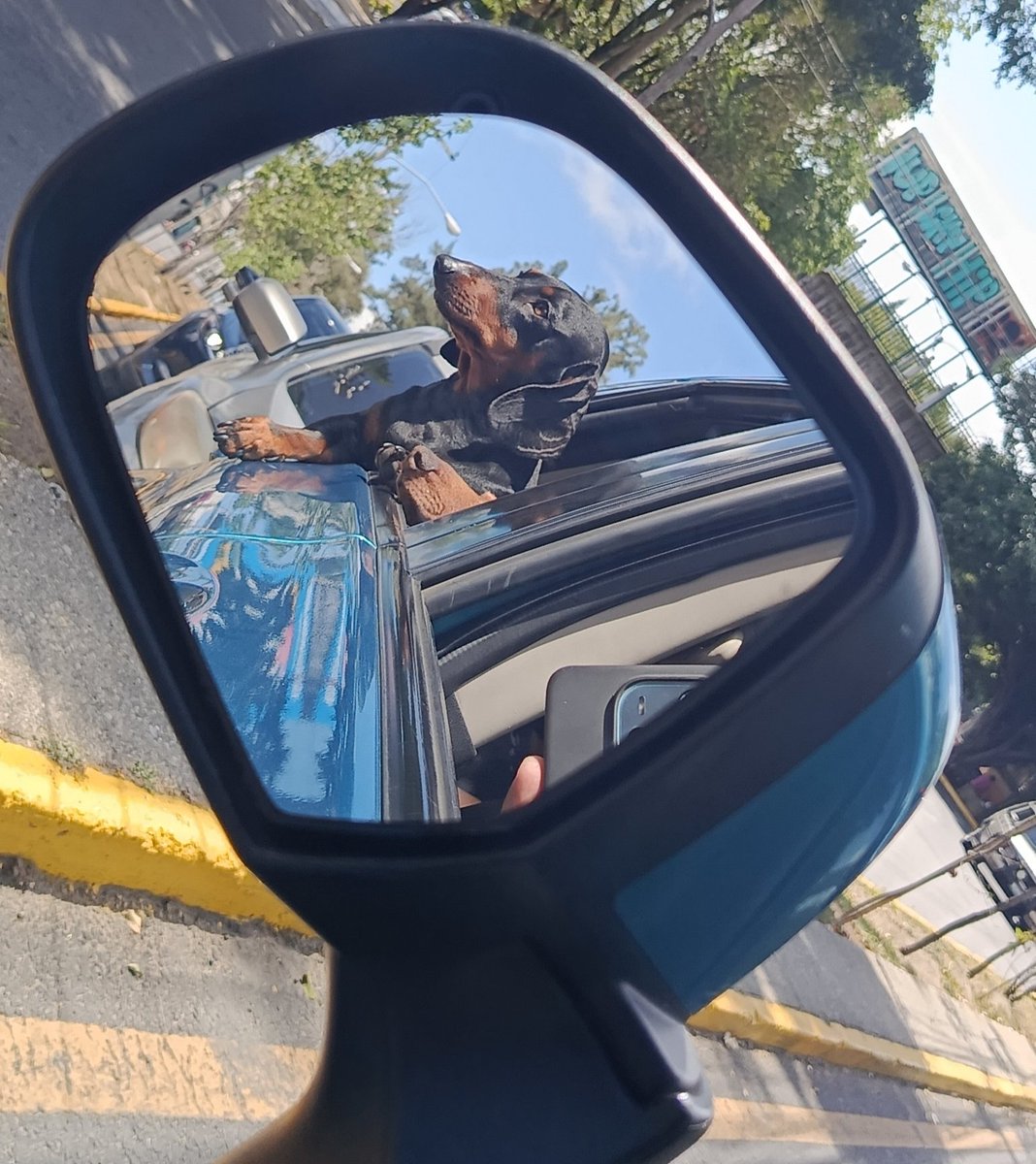 FredyArguert's tweet photo. @_Zaraquin Mientras todo el mundo se va al carajo,, el disfrutando su fin de semana #homero #tekel https://t.co/DSXH1dsGgR