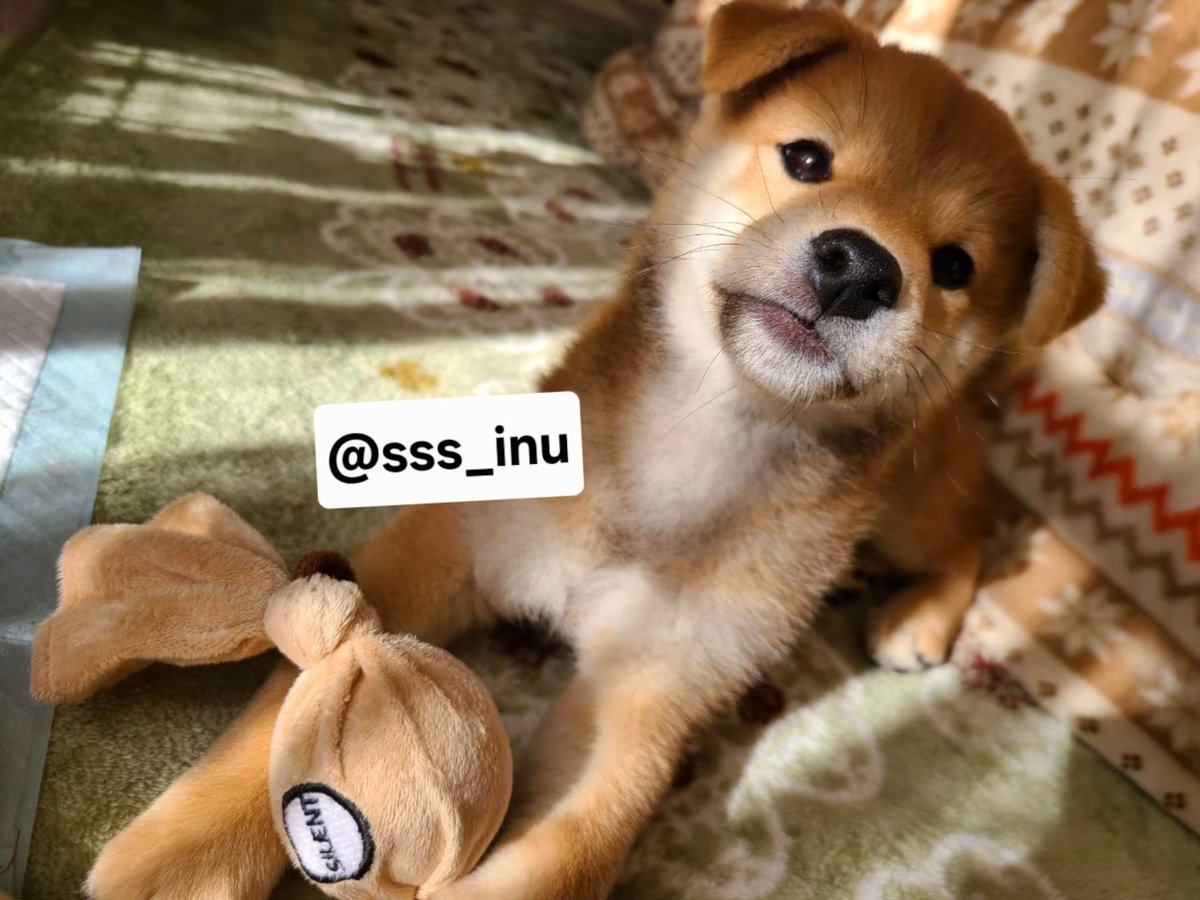 sss_inu's tweet photo. 赤ちゃん期🍼 https://t.co/b7Gc6Lbrig