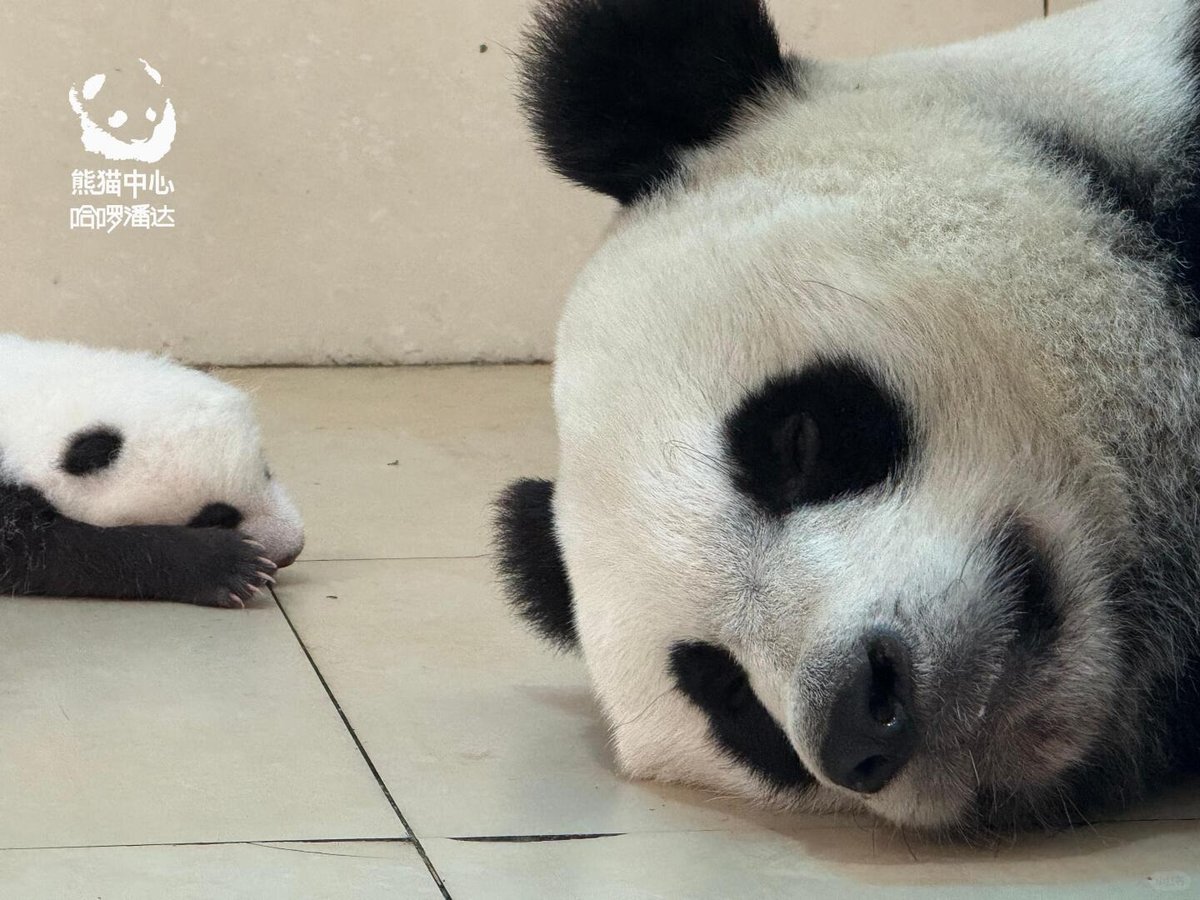 likingpanda's tweet photo. Mama En En 💞 baby
#EnEn #EnEnzai https://t.co/716XxIKmsy