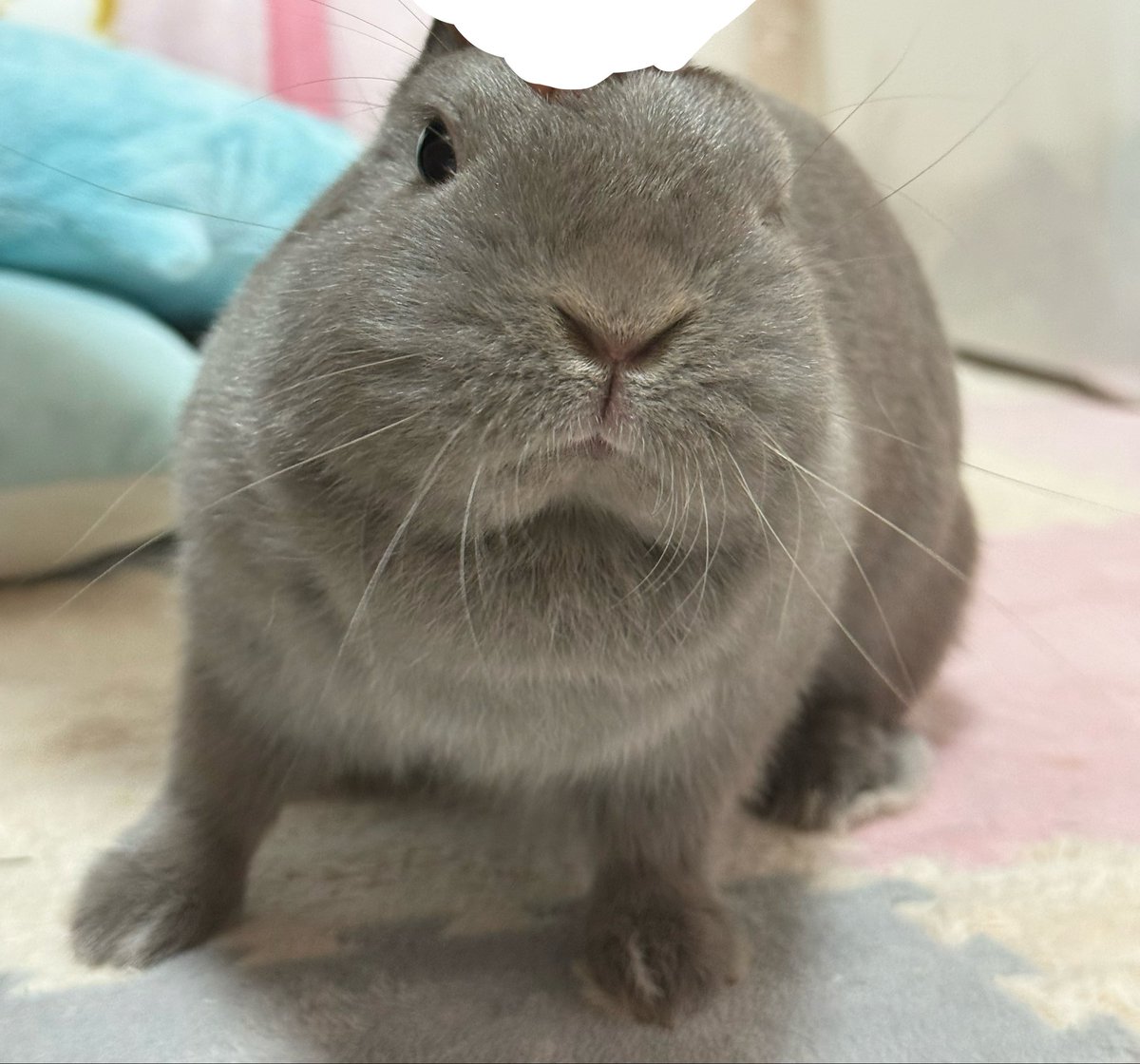 _Qaxo2's tweet photo. デブって言わないで https://t.co/zLi4LA7l1w