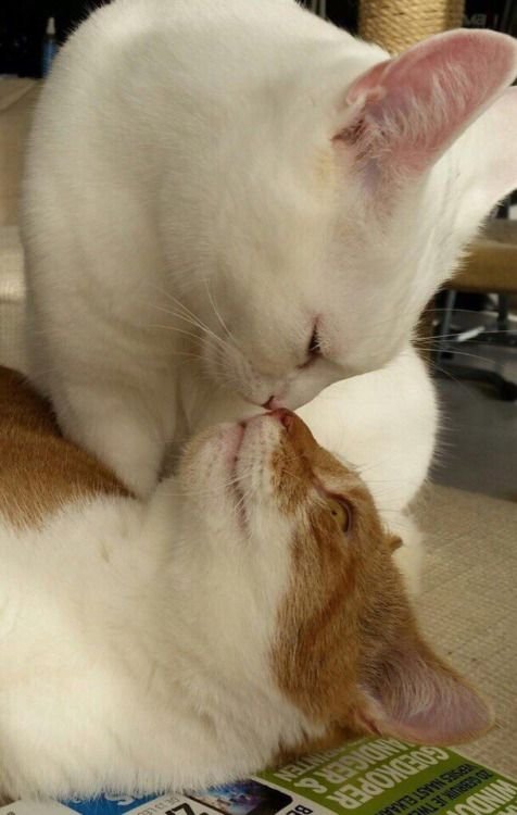 cuteecats154619 tweet picture