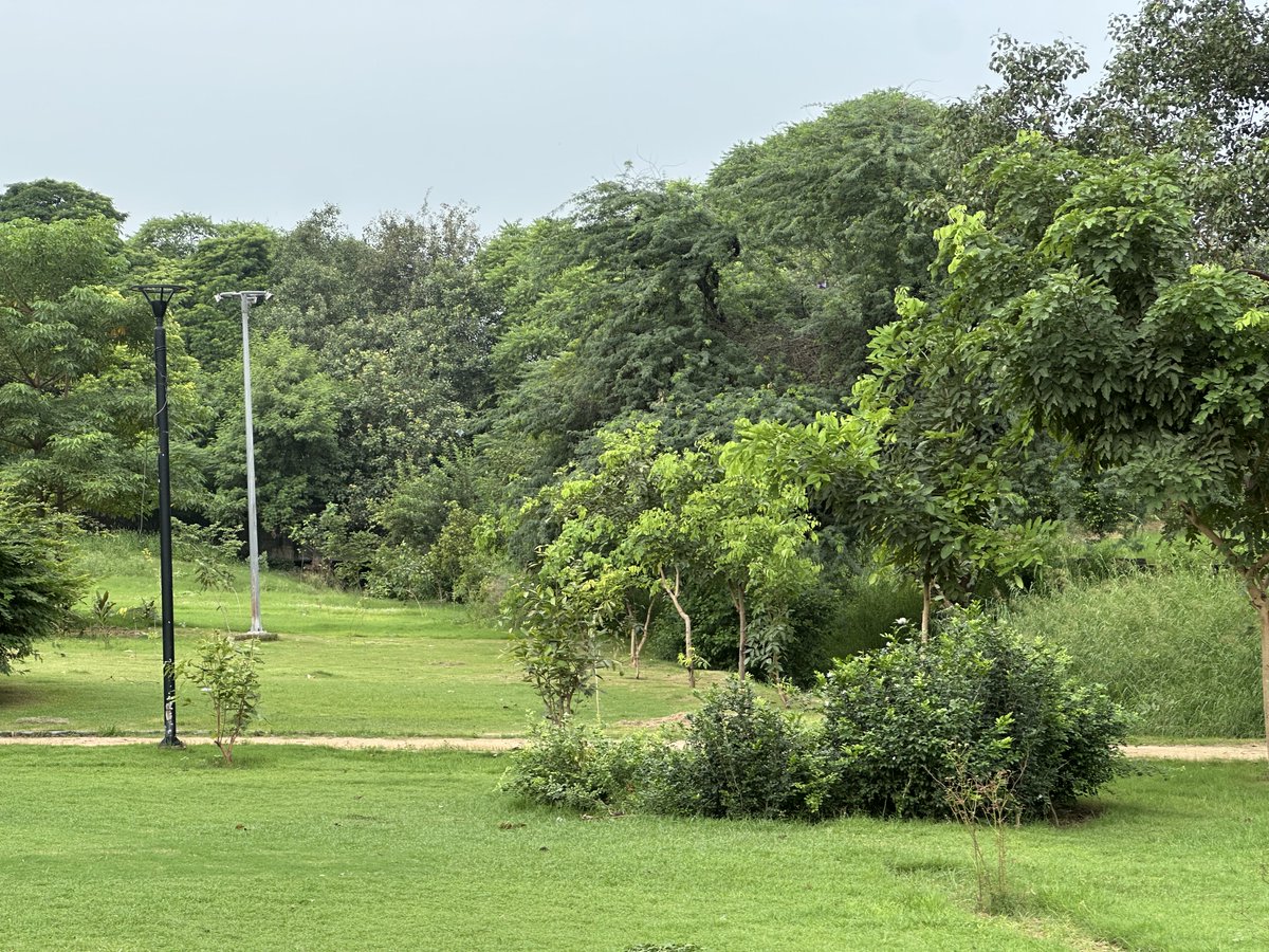 ratnam_pradeep's tweet photo. A few weeks of the year when Delhi parks rival Hampstead Heath, Regents Park….. https://t.co/aAB2dmFCSR