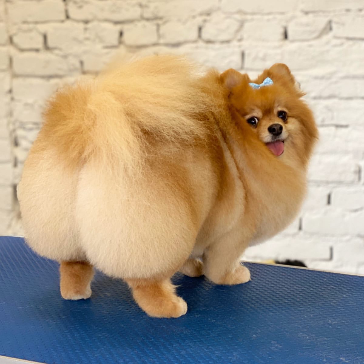 po_iz's tweet photo. ちなみにロシアにはおしり丸め職人さんがいます。 https://t.co/N39SPUg6LF