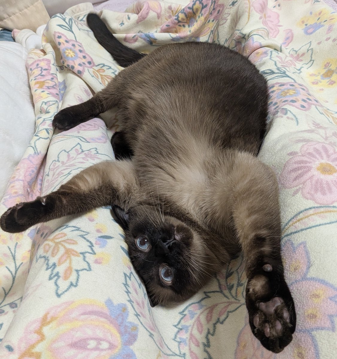 yoisyoooi24's tweet photo. 定期的に可愛いうちの猫をアピールしとこう…可愛い〜！！！ https://t.co/OMHyysBizy