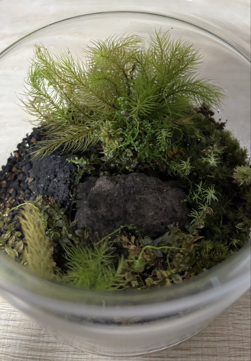 kakera_note_Hyu's tweet photo. 一目惚れで買ってしまった苔テラリウムのキット。どう育てたらいいのか悩むけど、新しい事始めるのは楽しい。 https://t.co/9OvUEXclub