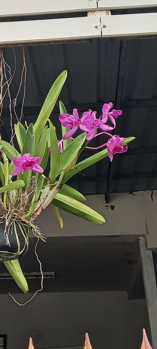SophidaK1's tweet photo. 31สิงหาคม ฝนตกแต่เช้าตรู่🪴🌸🌷💗💜✌️🌧 https://t.co/KYuYeq8HlY